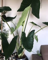 Alocasia Zebrina 1000 Plants Plant Decor Plant Decor Indoor