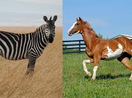 Kuda kawin dengan babi | horse mating pig #animalmating #binatangkawin #tuosafeto. 5 Potret Penampakan Zorse Hewan Hasil Persilangan Zebra Dan Kuda Hot Liputan6 Com