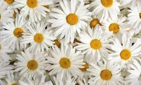 A bouquet that is created by stunning flowers can be the perfect gift that can draw the eyes and fill everyone's heart with magical aroma. 100 Types Of The Most Beautiful White Flowers For Your Garden Home And Gardens