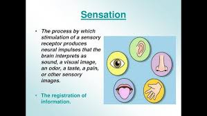 Image result for Sensation