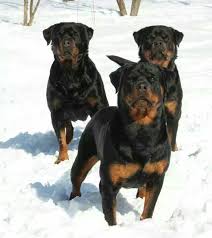 Beautiful Rottweiler Cao Rottweiler Caes Gigantes