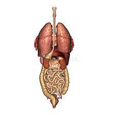 Situs inversus (also called situs transversus or oppositus) is a congenital condition in which the major visceral organs are reversed or mirrored from their normal positions. Internal Organs Back View Stock Illustrations 86 Internal Organs Back View Stock Illustrations Vectors Clipart Dreamstime