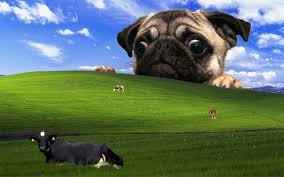 9wgvjdm Jpg 1920 1200 Wallpaper Pug Papel De Parede Computador Papel De Parede Wallpaper