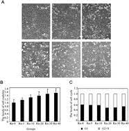 Commercial smoke detectors issue a signal to a fire alarm control panel as part of a fire alarm system, while household smoke detectors, also known as smoke alarms. Radon Induced Mitochondrial Dysfunction In Human Bronchial Epithelial Cells And Epithelial Mesenchymal Transition With Long Term Exposure Toxicology Research Rsc Publishing