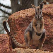 Yellow Footed Rock Wallabies Australian Fauna Australian Animals Endangered Animals