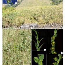 Image result for Habenaria hologlossa