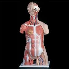 Muscle anatomy crossword key biology corner 12 photos of the muscle anatomy crossword key biology corner muscle anatomy crossword answer key biology corner, muscle anatomy crossword key biology corner, muscle anatomy crossword puzzle answers biology corner, human muscles, muscle anatomy crossword. Dual Sex Muscle Torso