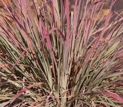 Check spelling or type a new query. Schizachyrium Scoparium Standing Ovation Little Bluestem From Pleasant Run Nursery