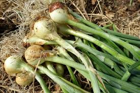 One way you can tell your onion plants are nearing harvest is to count the number of leaves on your onions. Gardening For Beginners When To Harvest Onion Sara S Kitchen Garden
