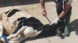 مصر العربية الطريقة الصحيحة لذبح الأضحية Youtube