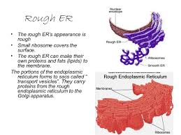 Find out in this article. Rough Er Function Canko