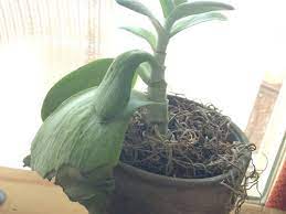 Check spelling or type a new query. Help Dying Kalanchoe