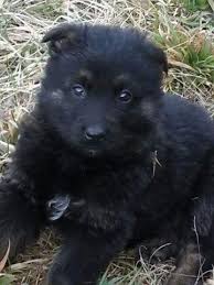 Akc actively advocates for responsible dog ownership and is dedicated to advancing dog sports. Akc Long Haired German Shepherd Puppies For Sale In Carlton Georgia Classified Americanlisted Com