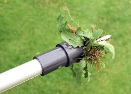 But with good timing and dedication, property owners can reduce a sprawling blackberry thicket to a few manageable stragglers A Guide To Finding The Best Weed Puller On The Market Toptillers Com