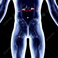 Adrenal Background Images, HD Pictures and Wallpaper For Free Download |  Pngtree