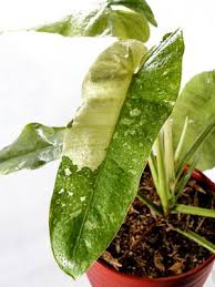 Check spelling or type a new query. 7 Jenis Philodendron Yang Sedang Digemari Daunnya Unik Dan Cantik Halaman All Kompas Com