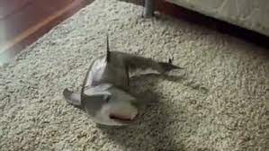 Harleyli Lifelike Baby Shark Facebook