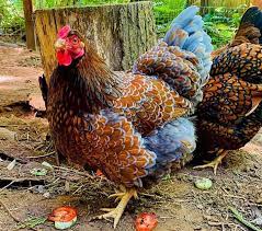 She is a blue laced red wyandotte who needed a home. Blue Laced Red Wyandotte Eggs Height Size And Raising Tips