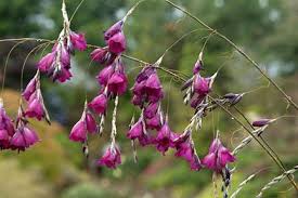 Image result for Dierama densiflorum