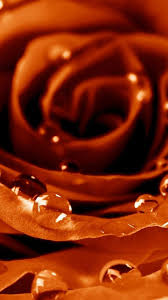 Download wallpaper 1920x1080 xiaomi, abstract, hd, 4k, digital art, behance, artwork, stock images, backgrounds, photos and pictures for desktop,pc,android,iphones. Wallpaper Rose 4k Hd Wallpaper Drops Dew Flower Nature 4700