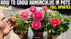 What should i grow next? How To Grow Ranunculus Full Information Youtube