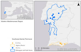 Image result for Fuirena welwitschii