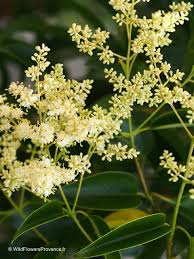 Image result for Ligustrum lucidum