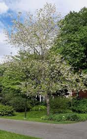 Image result for Searsia monticola