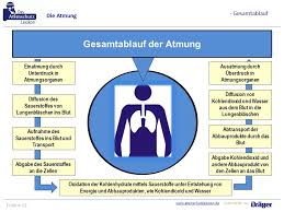 Das atmen ist ein komplexer, kontinuierlicher akt. Ausbildungsunterlagen Fur Ausbilder Von Atemschutzgeratetragern Ppt Herunterladen