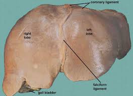 The round ligament divides the left part of the liver into medial and lateral sections. Liver