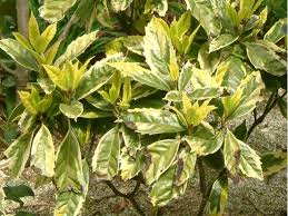 アオキ サルフレア マルギナータ Aucuba Japonica Sulphrea かぎけん花図鑑
