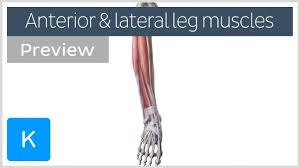 Therefore the most superﬁcial muscle of the dorsal aspect of. Muscles Of The Leg Anterior And Lateral Preview Human Anatomy Kenhub Youtube