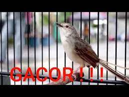 Suara Ciblek Kristal Gacor Full Youtube Burung