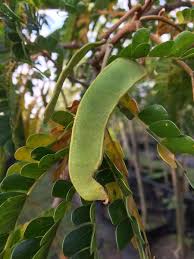 Image result for Albizia adianthifolia