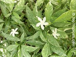 Image result for Tabernaemontana