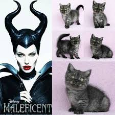 Maleficent Aklima Gordugumde Ilk Gelen Sey Akilli Karakter Sahibi Mini Mini Bir Ingiliz Asilzadesi Kusursuz Tip Hakkinds Bilgi Iletisim Kedi