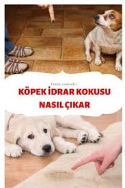 temizlik panosundaki pin