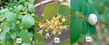 Image result for Flueggea