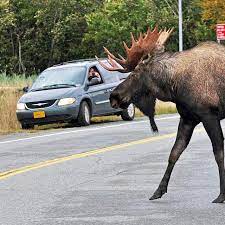 How to Find a Moose in Anchorage in Less than an Hour