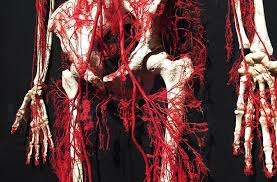 Image result for body worlds