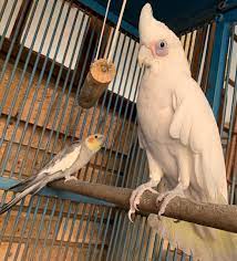 35 to 40 years • physique: Cockatiel Vs Cockatoo Cockatiels As Pets
