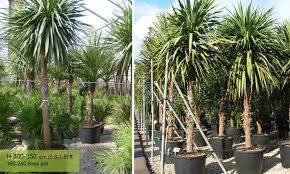 Check spelling or type a new query. Cordyline Australis New Zealand Cabbage Tree Garden Plants Online