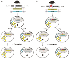 It has been used for albright syndrome. Novel Mouse Alleles Allow For Sequential Mutagenesis Using The Dual Recombinase Technology The Node