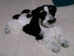 You have to decide between the miniature schnauzer and scottish terrier? Scottie Schnauzer Dog Breed Information And Pictures