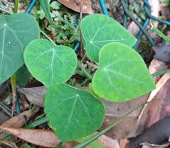 Image result for Grona barbata