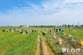 藠頭之鄉」慶豐收！湘陰2022年藠頭出口量達 ...