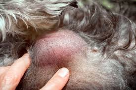 Image result for mastocytoma in dogs