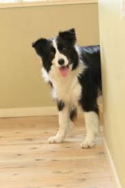 Border Collie Smile Bordercollie Collie Collie Puppies Collie Dog