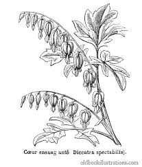 Black And White Bleeding Heart Flower Images Bleeding Heart Old Book Illustrations Bleeding Heart Heart Coloring Pages Heart Flower Tattoo