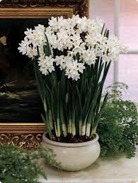 Sanity Fair A Passion For Paperwhites Bulb Flowers Beautiful Flowers Paperwhites